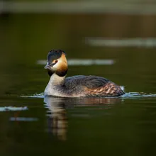 Hooded Grebe, Male