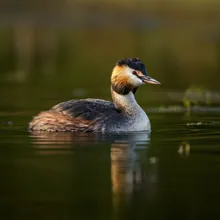 Hooded Grebe, Young