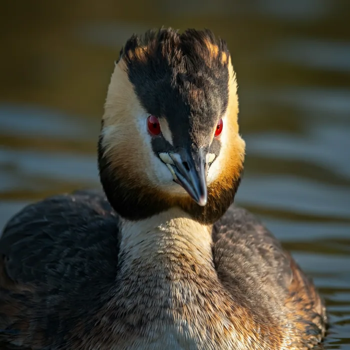 Hooded Grebe