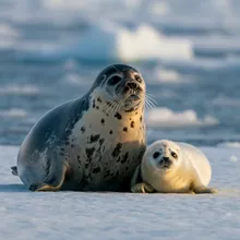 Hooded Seal, Female