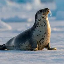 Hooded Seal, Male