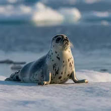 Hooded Seal, Young