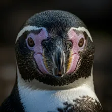 Humboldt Penguin, Close up