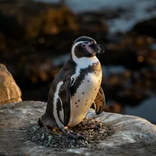 Humboldt Penguin, Female