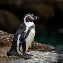 Humboldt Penguin, Male