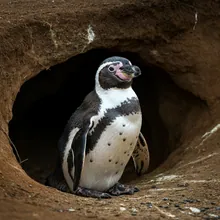 Humboldt Penguin, Young