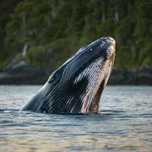 Humpback Whale, Female
