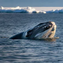 Humpback Whale, Male