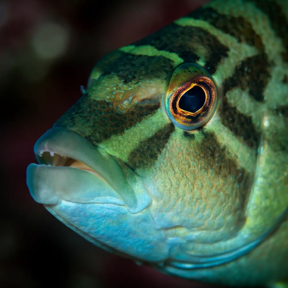 Humphead Wrasse