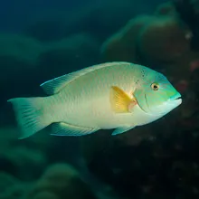Humphead Wrasse, Female