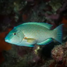 Humphead Wrasse, Male