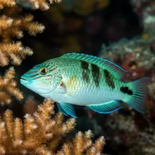 Humphead Wrasse, Young