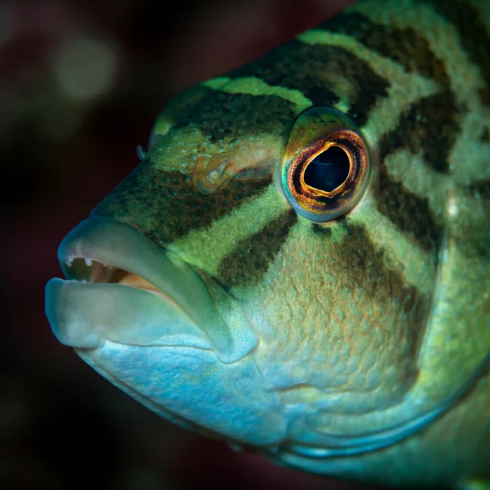 Humphead Wrasse