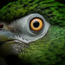 Imperial Amazon, Close up