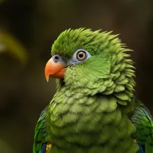 Imperial Amazon, Female