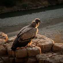 Indian Vulture, Male