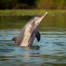 Indus River Dolphin, Female