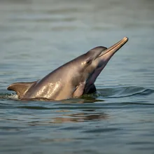 Indus River Dolphin, Young