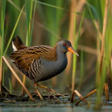 Invisible Rail, Male