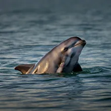 Irrawaddy Dolphin, Young