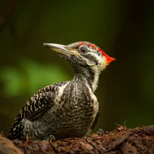Ivory-billed Woodpecker, Young