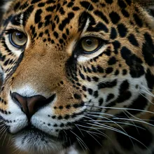 Jaguar, Close up