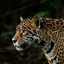Jaguar, Male