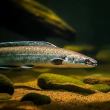 Japanese Eel, Female
