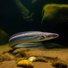 Japanese Eel, Male
