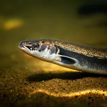 Japanese Eel, Young