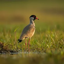 Javan Lapwing, Female