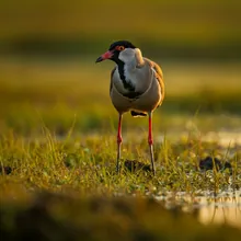 Javan Lapwing, Male