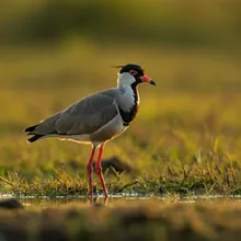 Javan Lapwing, Young