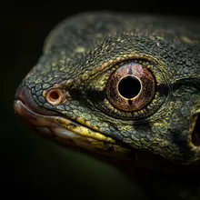 Kakapo, Close up
