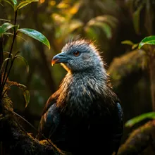 Kakapo, Young