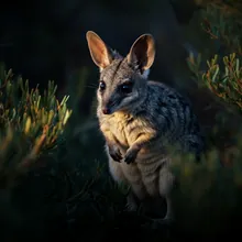Kangaroo Island Dunnart, Female