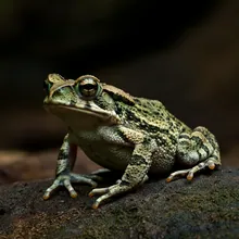 Kihansi Spray Toad, Female