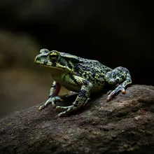 Kihansi Spray Toad, Male