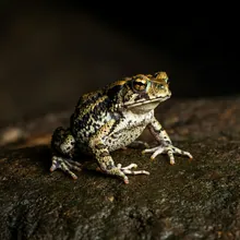 Kihansi Spray Toad, Young