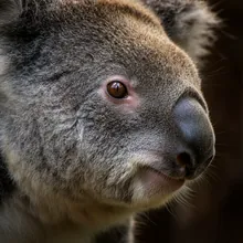 Koala, Close up