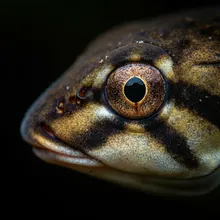 Kouprey, Close up
