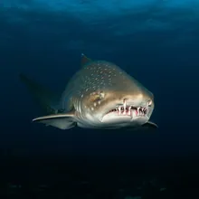 Largetooth Cookie-cutter Shark, Female