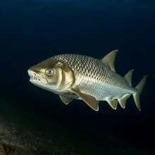 Largetooth Cookie-cutter Shark, Young