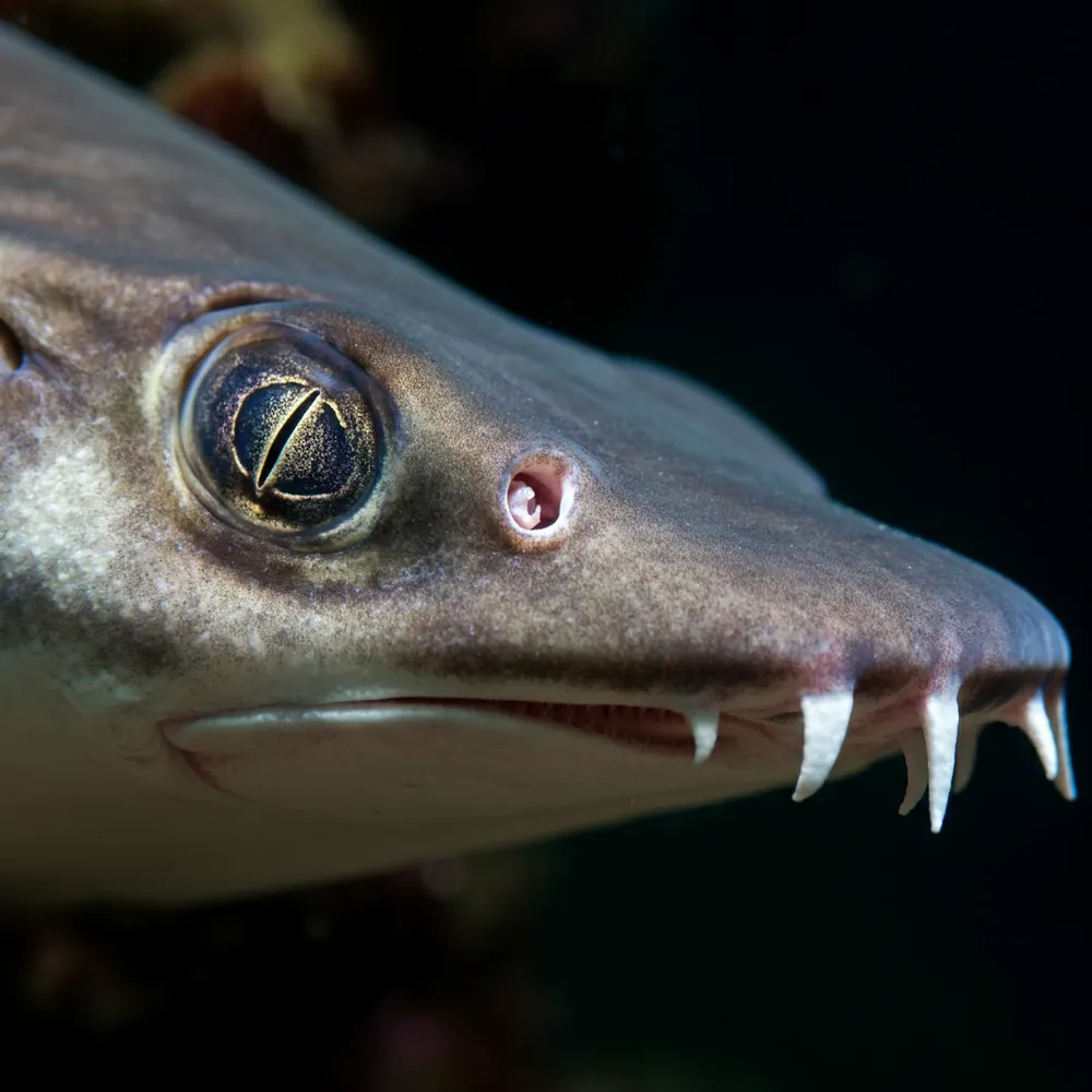 Largetooth Sawfish