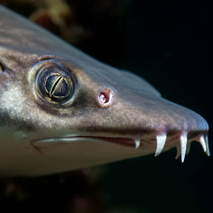 Largetooth Sawfish