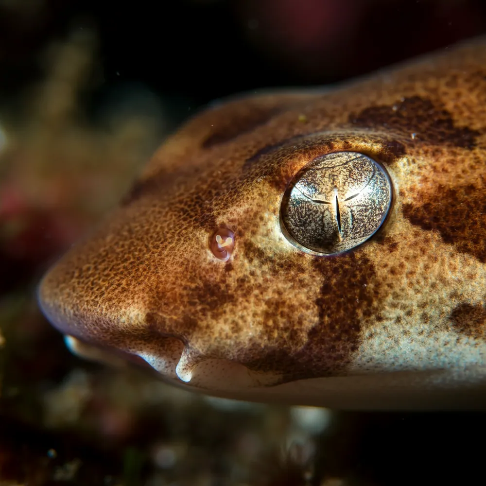 Leafscale Gulper Shark