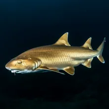 Leafscale Gulper Shark, Female