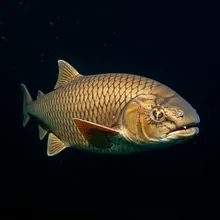 Leafscale Gulper Shark, Male