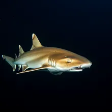 Leafscale Gulper Shark, Young