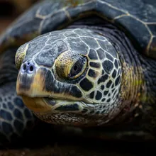 Leatherback Sea Turtle, Close up